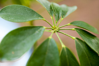 谢夫莱拉带着盾牌离开了。植株被寄生，封闭复制空间。