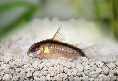 臭鼬，Corydoras arcuatus鲶鱼
