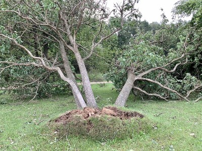 暴风雨后被连根拔起的树