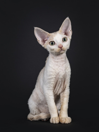 德文雷克斯小猫在黑色背景