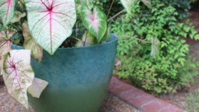 蓝色和绿色种植与Hypoestes生长在后院