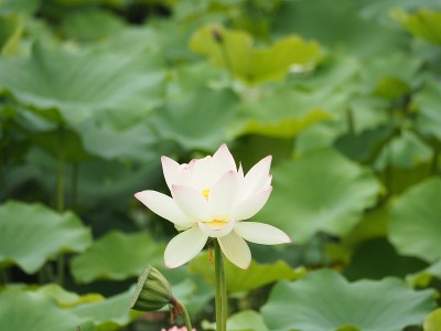 莲花