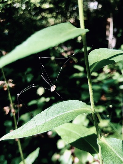爸爸Longlegs