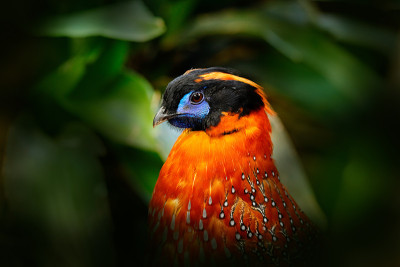 Temminck's Tragopan, Tragopan temminckii, detail p