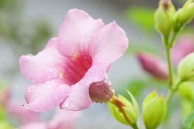 黄蔓花