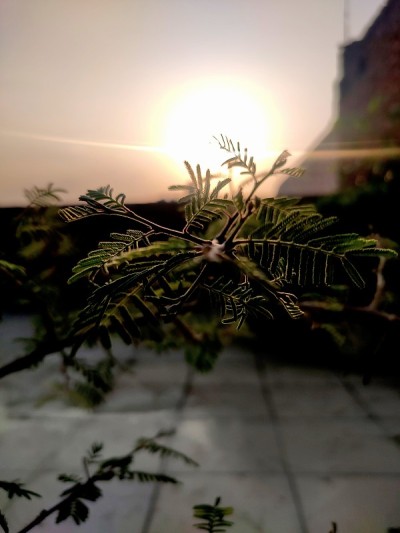 花园Shami植物