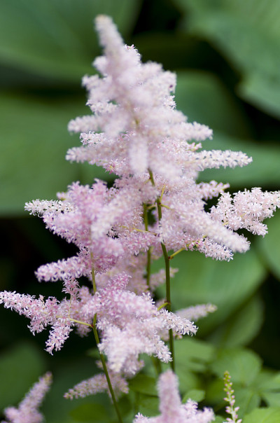 粉色astilbe