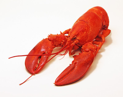 蒸龙虾