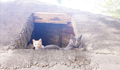 两只猫在窗户上
