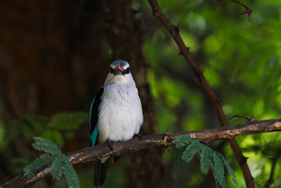 林地翠鸟栖息在树枝上(Halcyon senegalensis)