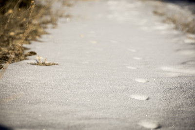 动物在雪地上留下的足迹是森林里的一条小径。