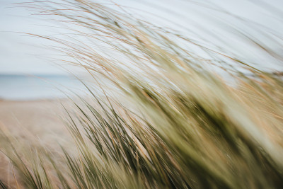 海滩燕麦在Timmendorfer Strand