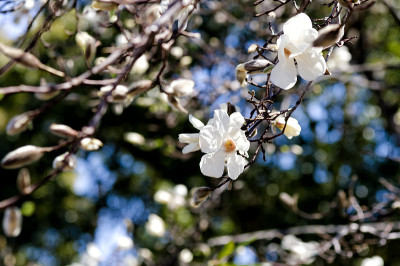 白玉兰花