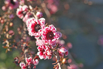Leptospermum scoparium