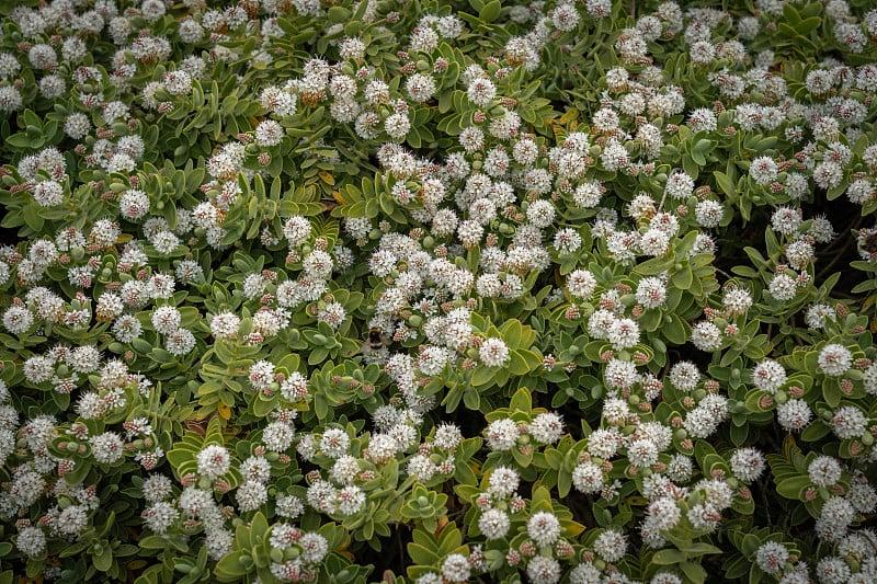 法国勒阿弗尔:悬浮花园。鲜花和植物