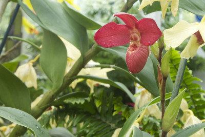 女式拖鞋兰花;Phragmipedium - Jason Fischer