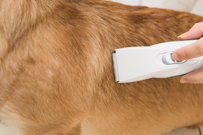威尔士柯基犬彭布罗克正在用剃须机理发