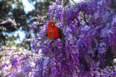 Wisteria的雄性王鹦鹉
