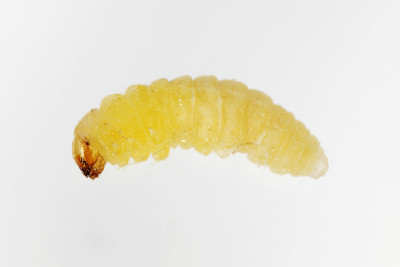 Angoumois谷蛾的毛虫(Sitotroga cerealella)。它是谷物、玉米、水稻等储粮
