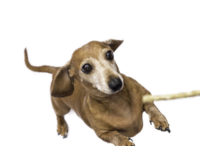 迷你腊肠犬