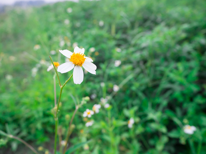 草地上的花