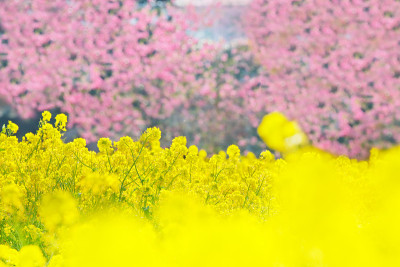 田芥和桃花