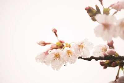 粉红色的樱花与露水孤立在白色