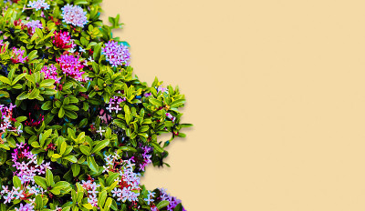 在花园里的伊克索拉植物或穗花