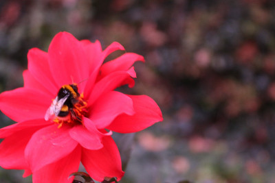 蜜蜂
