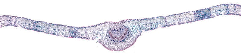 显微镜下的叶片横切面