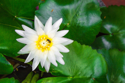 白色的莲花