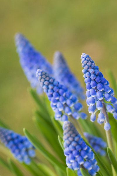 蓝色葡萄风信子花