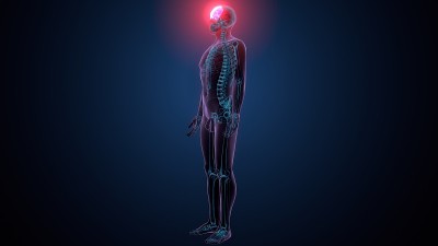 人体骨骼颅骨额骨解剖的3d插图