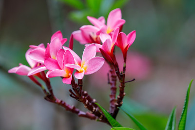 粉色花鸡蛋花，马达加斯加鸡蛋花