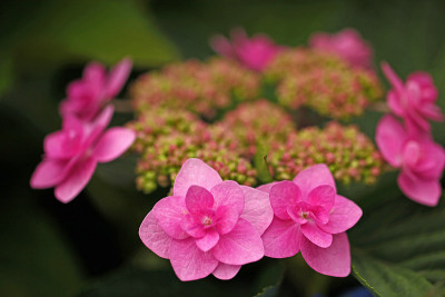 绣球花