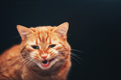 黑色背景上的姜猫