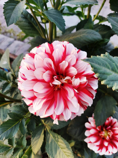花园里美丽的花