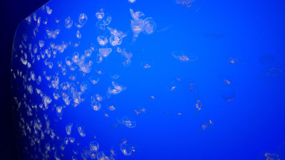 蒙特雷湾水族馆里美丽的水母