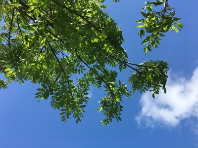 白蜡树幼树- 2018年5月