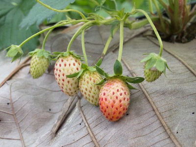 花园里的草莓丛