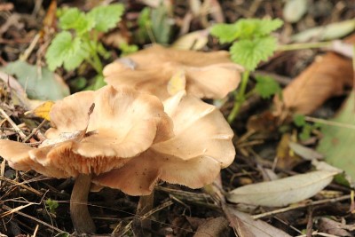 森林菌菇