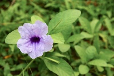 豆荚花紫色绽放在早晨