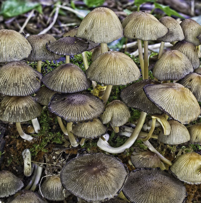 墨水帽真菌