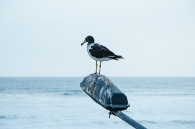 海滩上路灯柱子上的海鸥