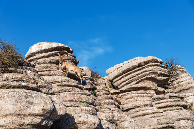在El Torcal de Antequera自然区域，山羊在由天气雕刻的石头中。