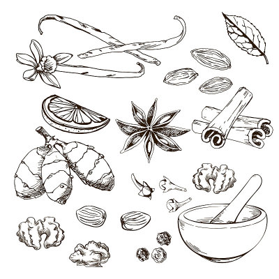 矢量背景与手绘草药和香料。有机和新鲜香料插图