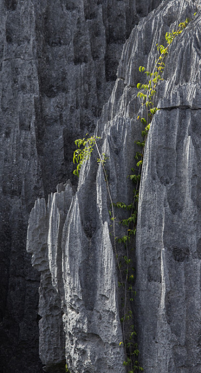 Tsingy de Bemaraha。典型的景观。