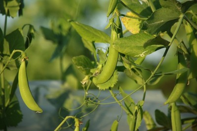 Pea
