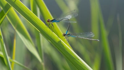 蜻蜓繁殖