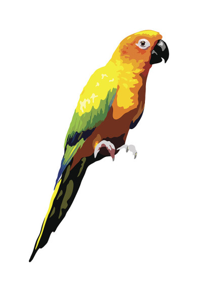 太阳conure鹦鹉插图，孤立的热带鸟类病媒